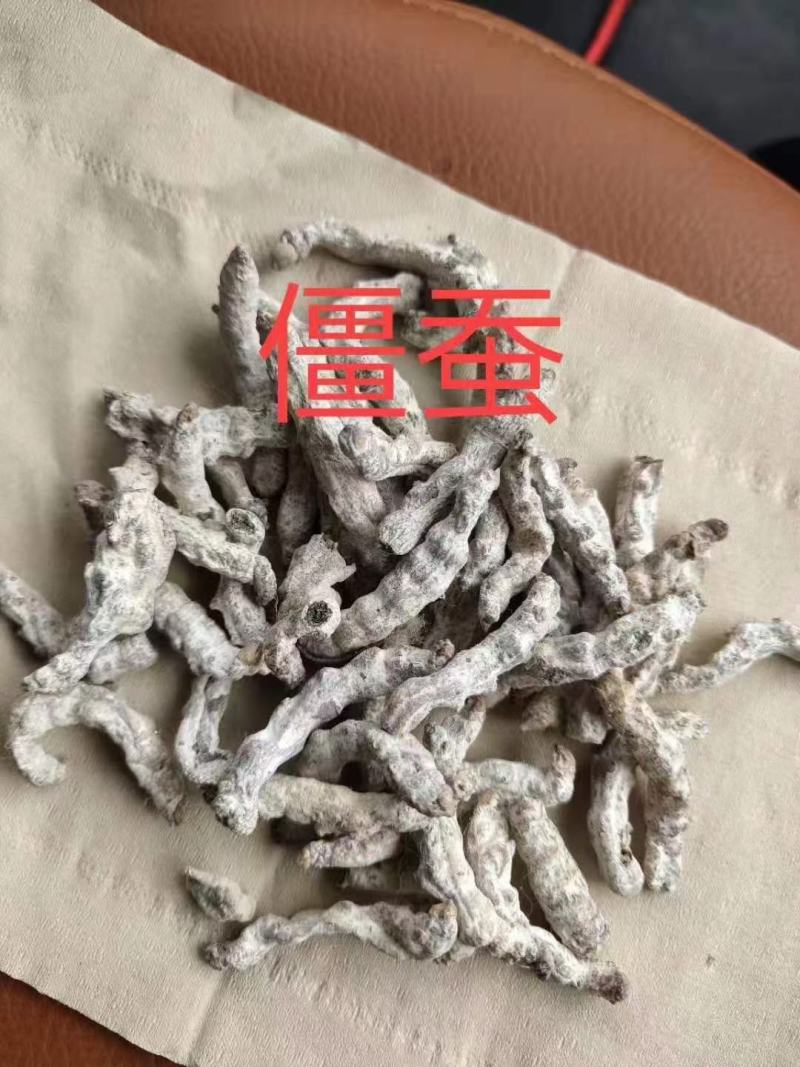 僵蚕，正品白僵蚕，麸皮炒僵蚕质量保证，经营各种中药材