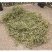 贵州野生半边莲半边连急解索半边菊新鲜干货50