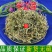 贵州野生半边莲半边连急解索半边菊新鲜干货50