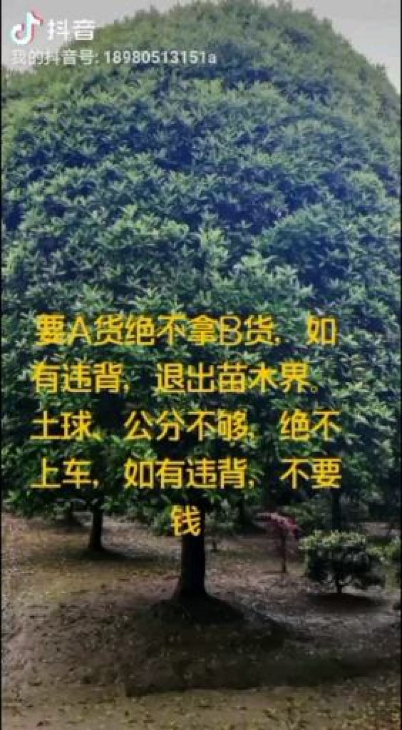低分枝红梅，从业十多年资源强大价格公开透明。。。。。