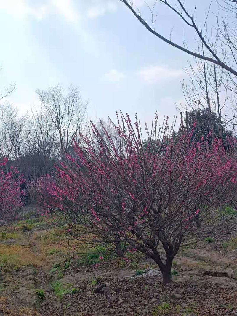 低分枝红梅，从业十多年资源强大价格公开透明。。。。。