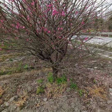 低分枝红梅，从业十多年资源强大价格公开透明。。。。。