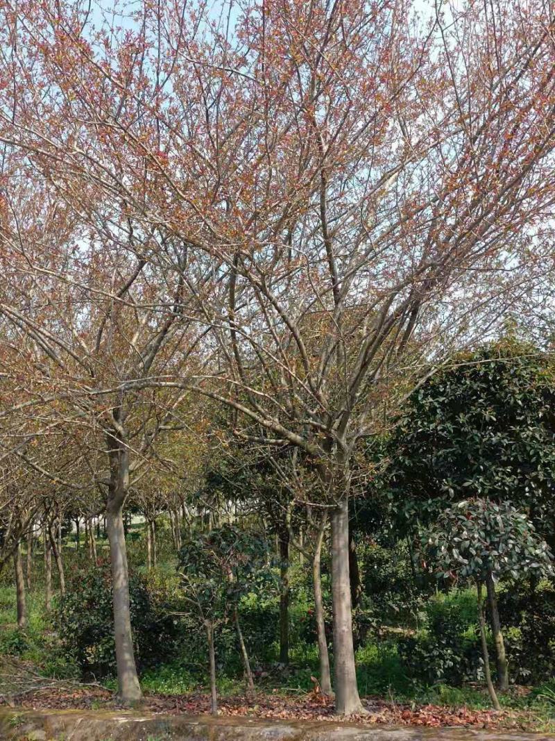 垂丝海棠，从业十多年资源强大价格公开透明。。。