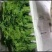 龙须菜基地供应一年四季供应全国空运当天到货