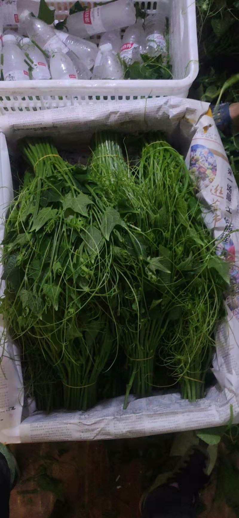 龙须菜基地供应一年四季供应全国空运当天到货