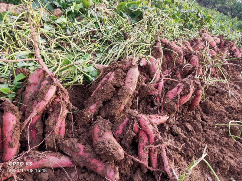 陕西杨凌红薯苗培育地基品种有，秦薯五号秦薯八号秦薯四号