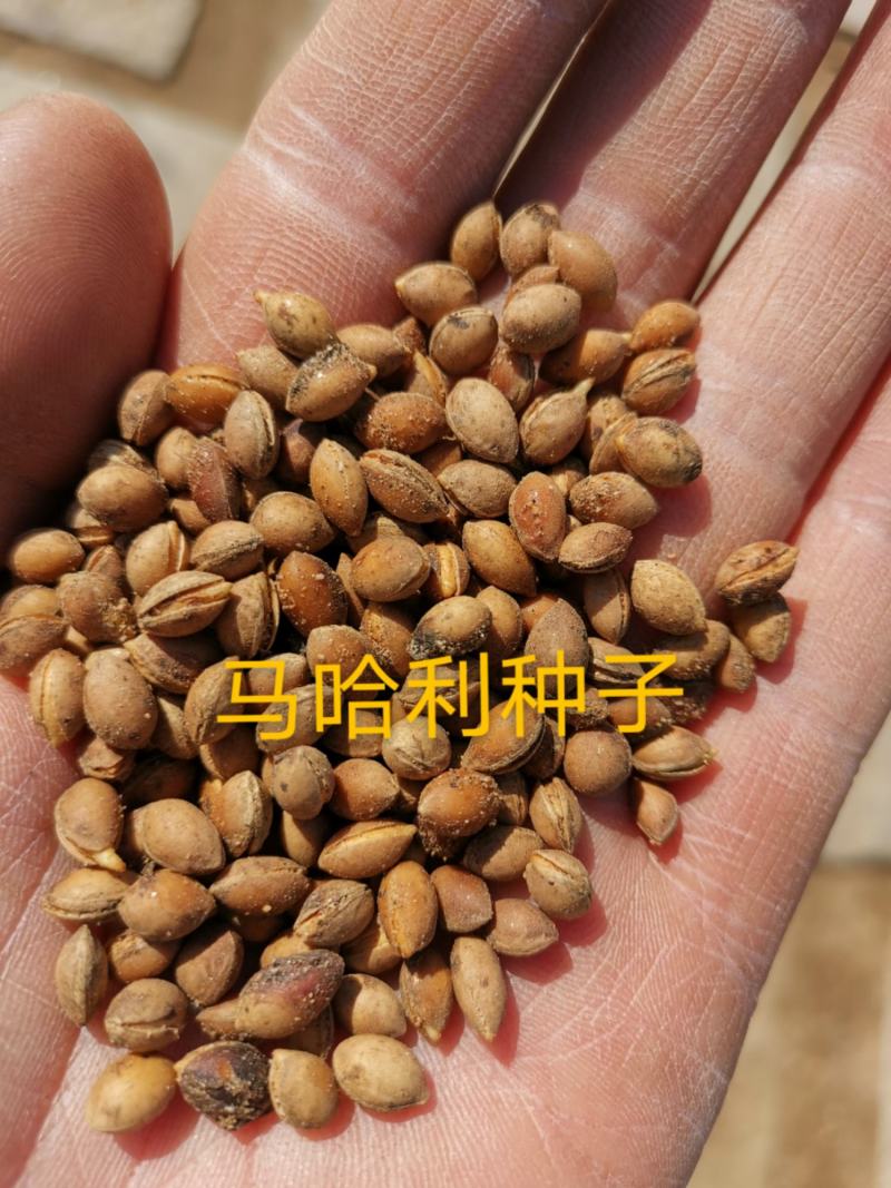 辽宁营口市鲅鱼圈区东升种苗供应山桃芽（核）种子