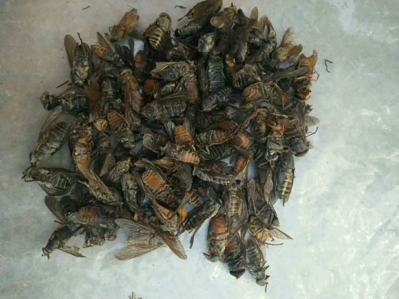 虻虫，正品大虻虫质量保证，经营各种中药材欢迎咨询合作！