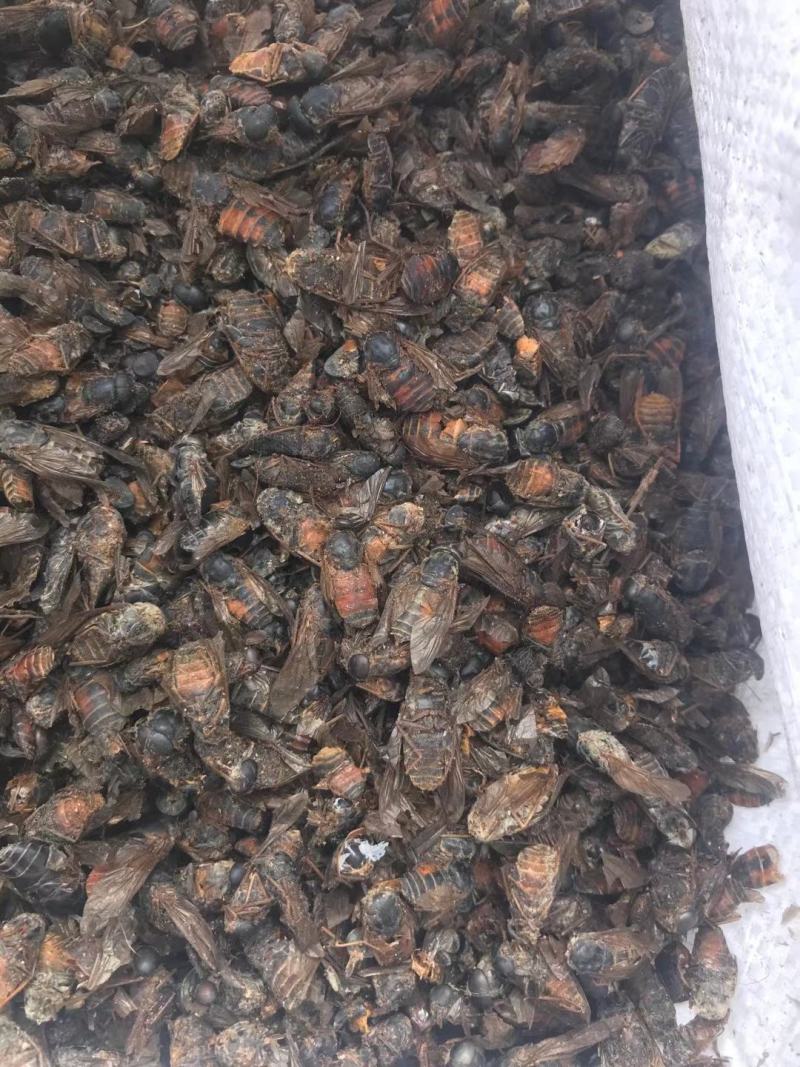 虻虫，正品大虻虫质量保证，经营各种中药材欢迎咨询合作！