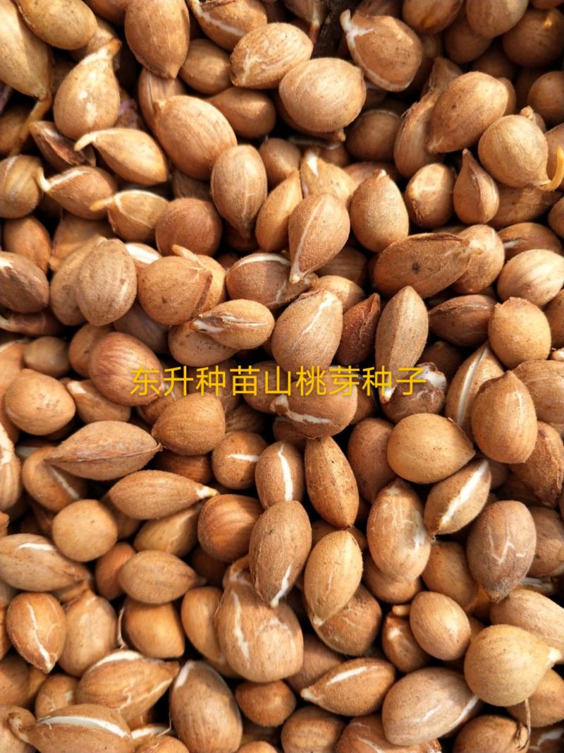辽宁营口市鲅鱼圈区东升种苗供应马哈利种子嫁接各种车厘子