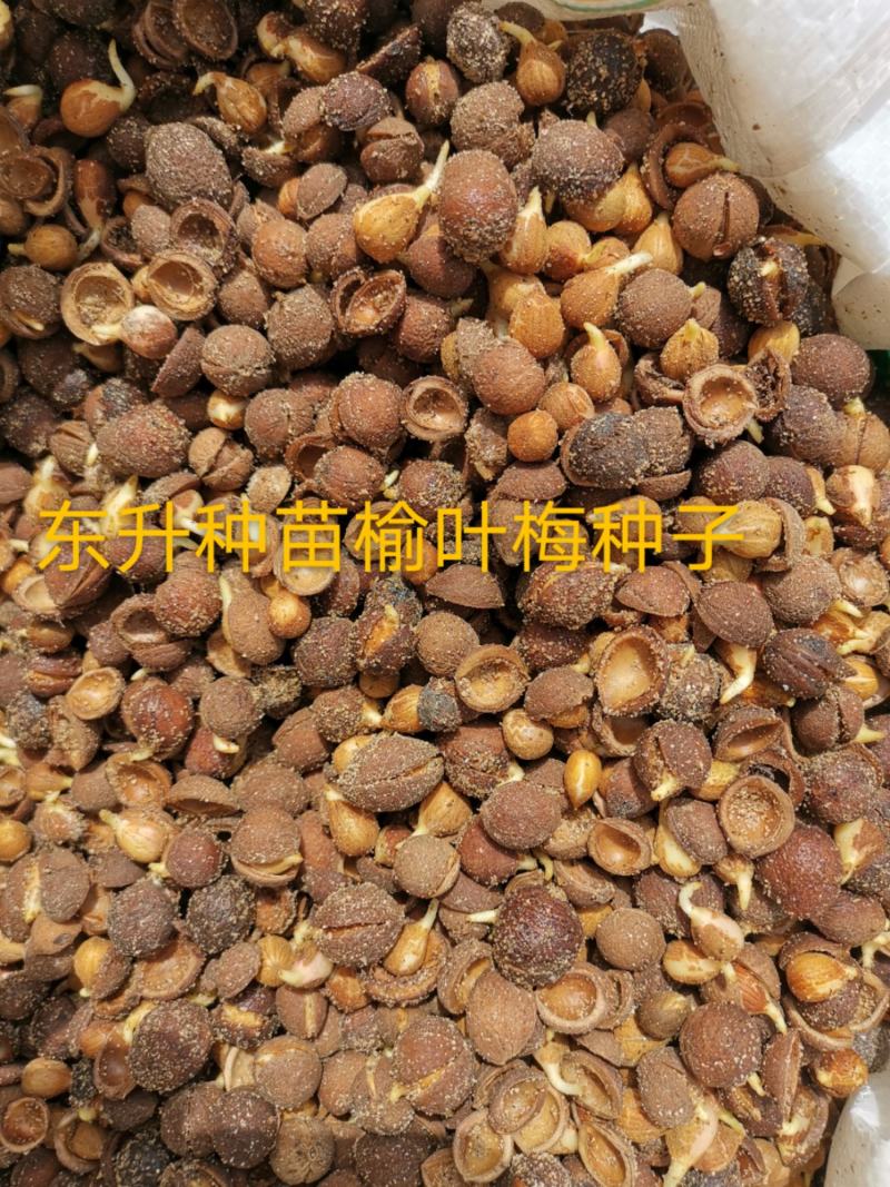 辽宁营口市鲅鱼圈区东升种苗供应马哈利种子嫁接各种车厘子
