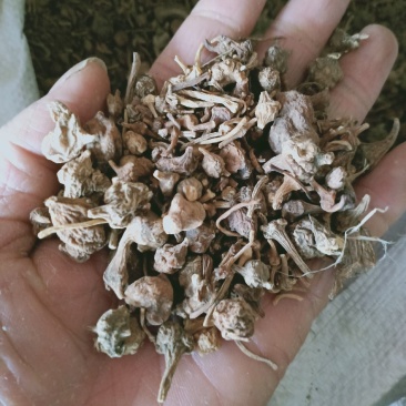 珠子参，珠儿参质量保证，经营各种中药材，欢迎咨询合作！