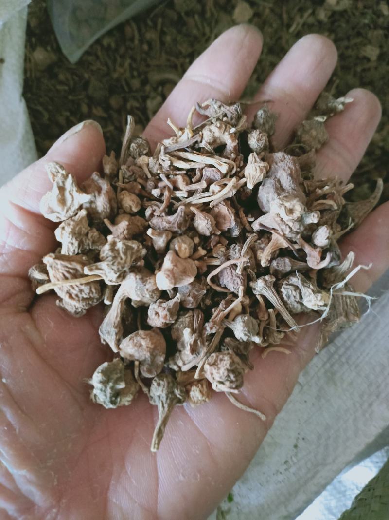 珠子参，珠儿参质量保证，经营各种中药材，欢迎咨询合作！