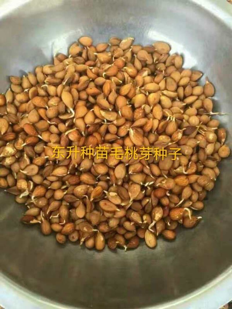 辽宁营口市鲅鱼圈区东升种苗现货供应沙藏开口发芽柿子种子