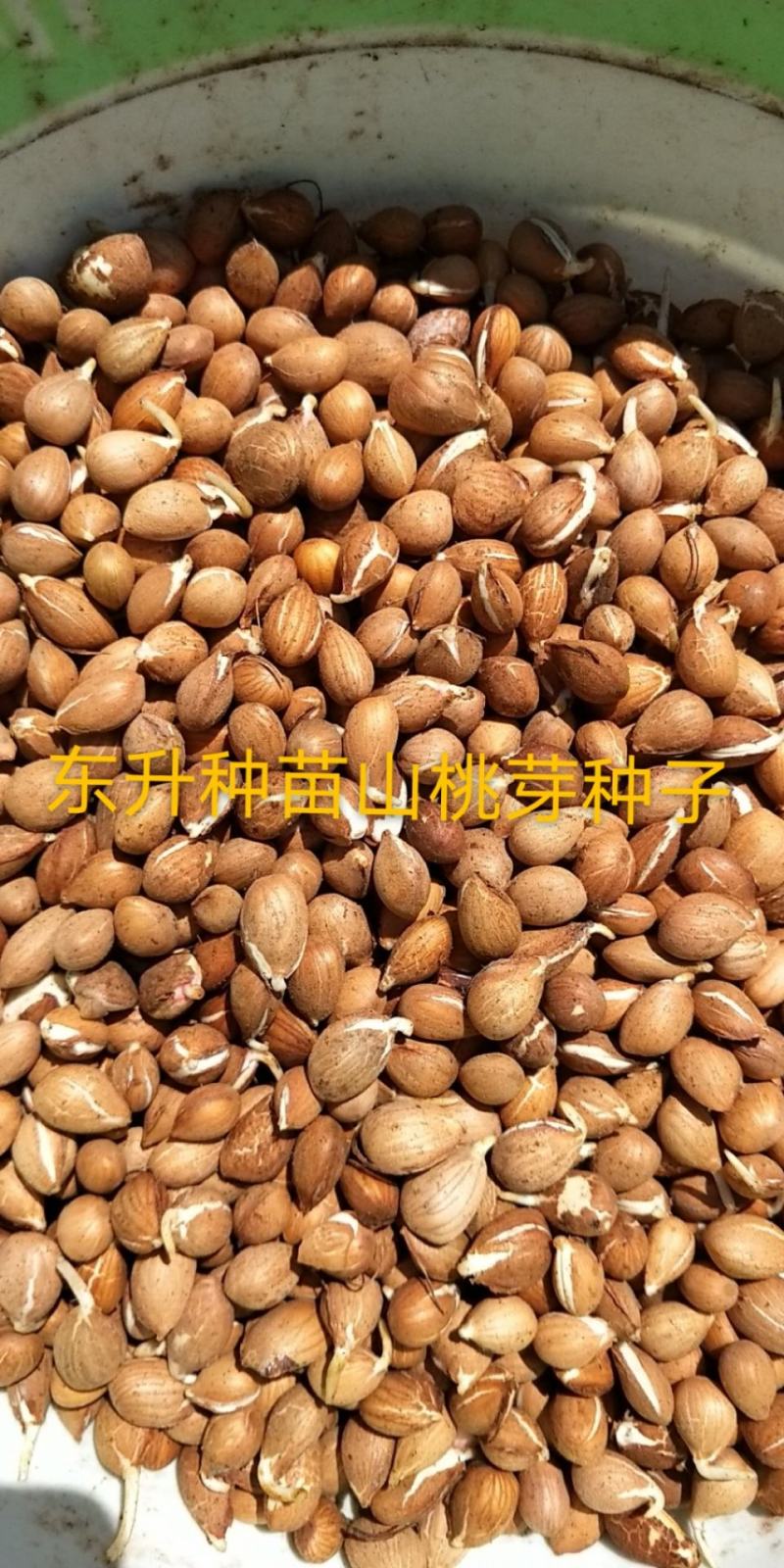 辽宁营口市鲅鱼圈区东升种苗现货供应沙藏开口发芽柿子种子