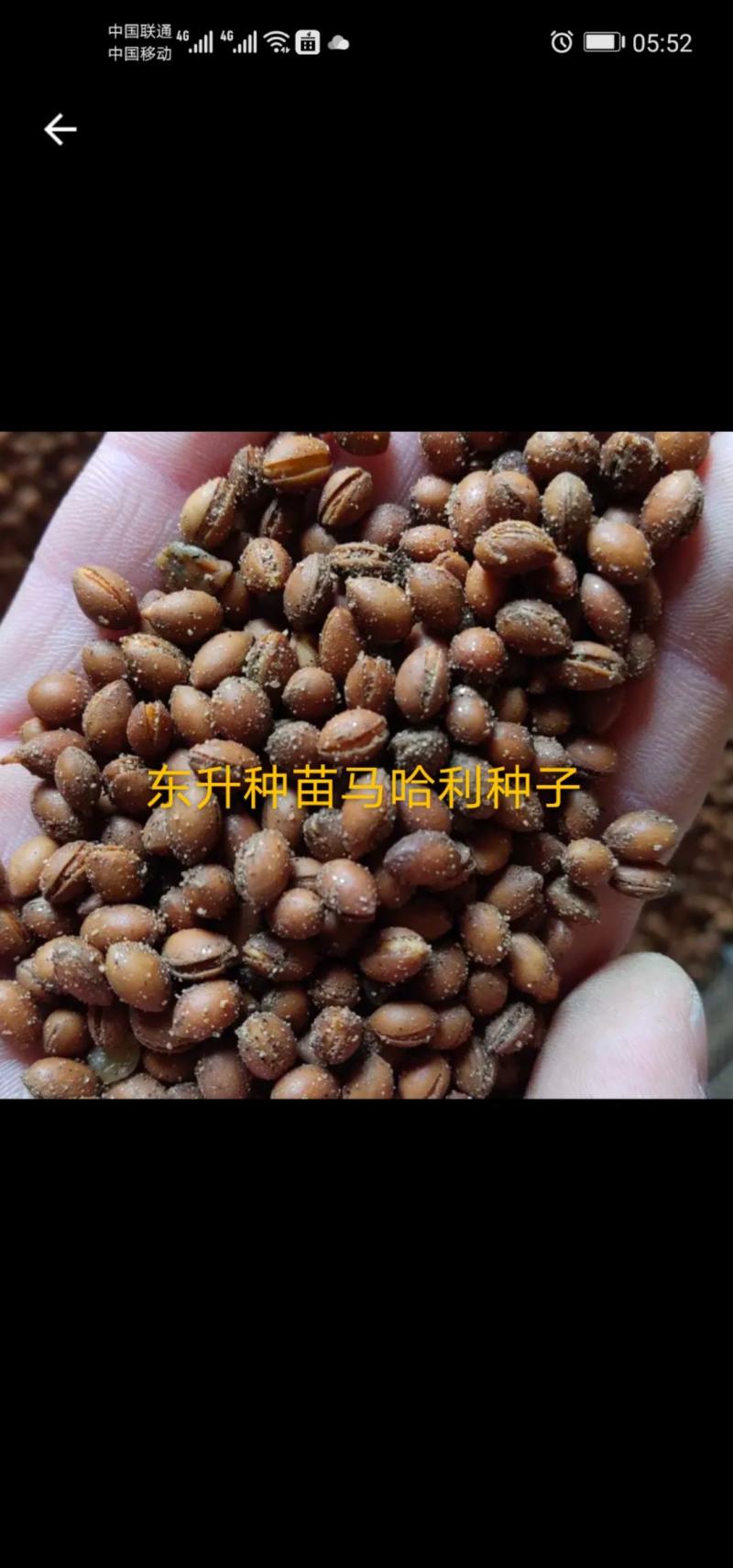 辽宁营口市鲅鱼圈区东升种苗现货供应沙藏开口发芽柿子种子