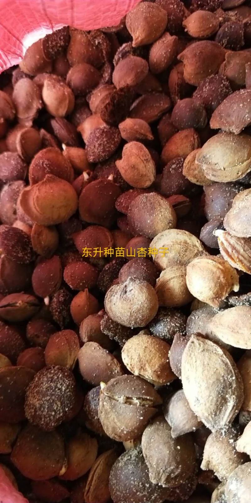 辽宁营口市鲅鱼圈区东升种苗现货供应沙藏开口发芽柿子种子