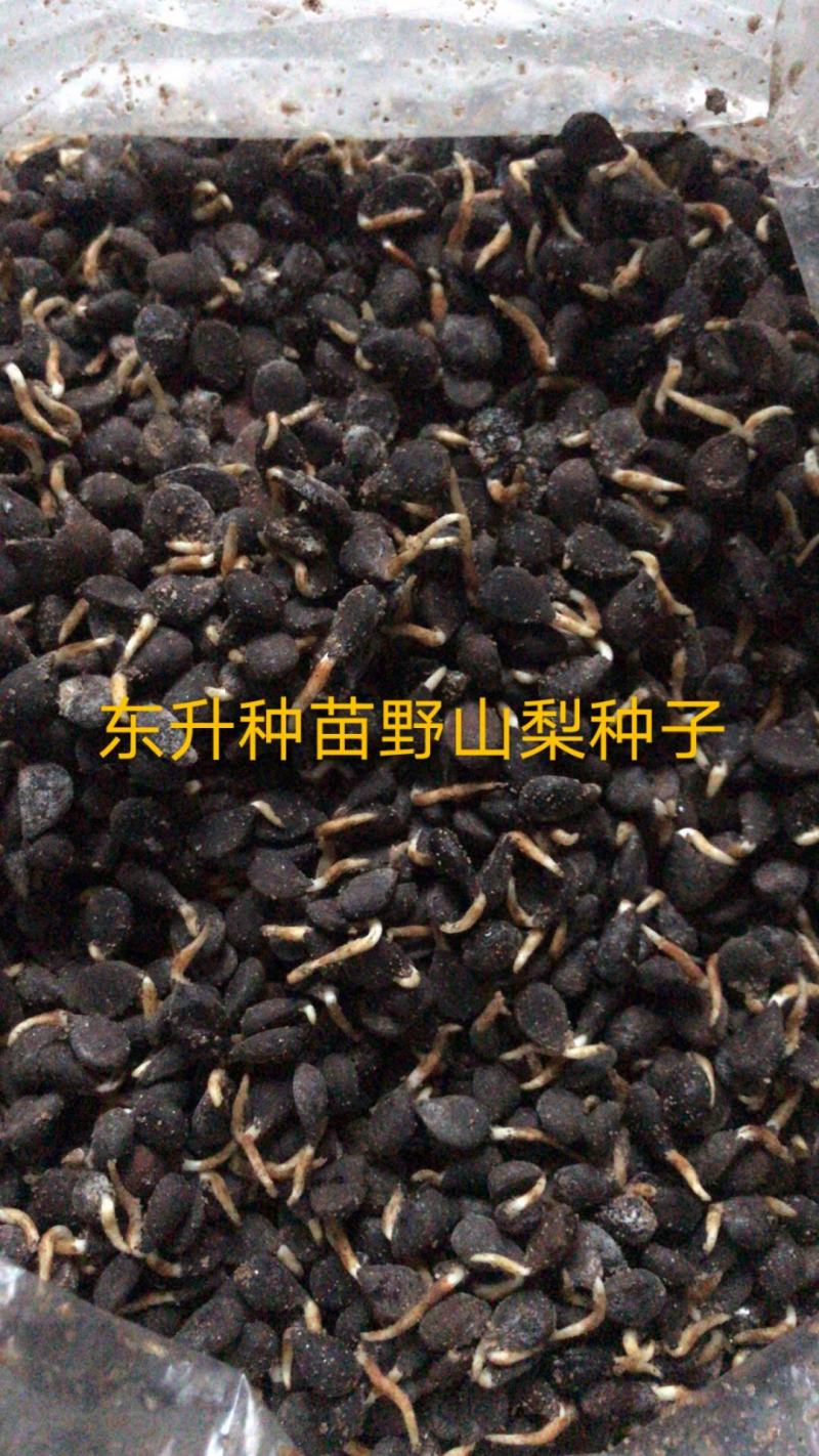 辽宁营口市鲅鱼圈区东升种苗现货供应沙藏开口发芽柿子种子