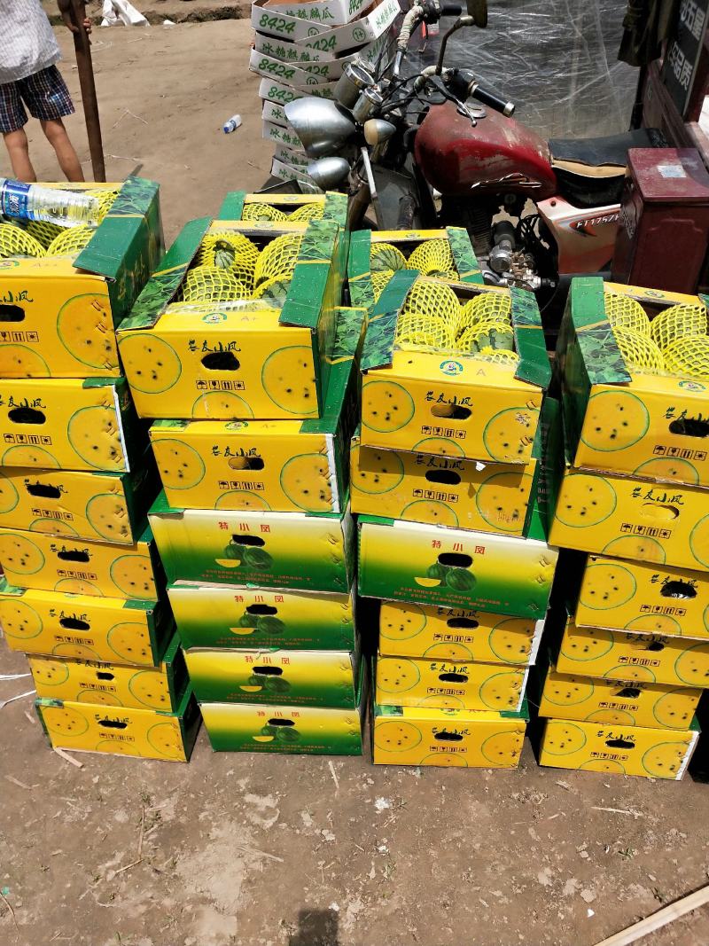 【精品推荐】盐城精品特小凤西瓜薄皮西瓜基地直发一手货源