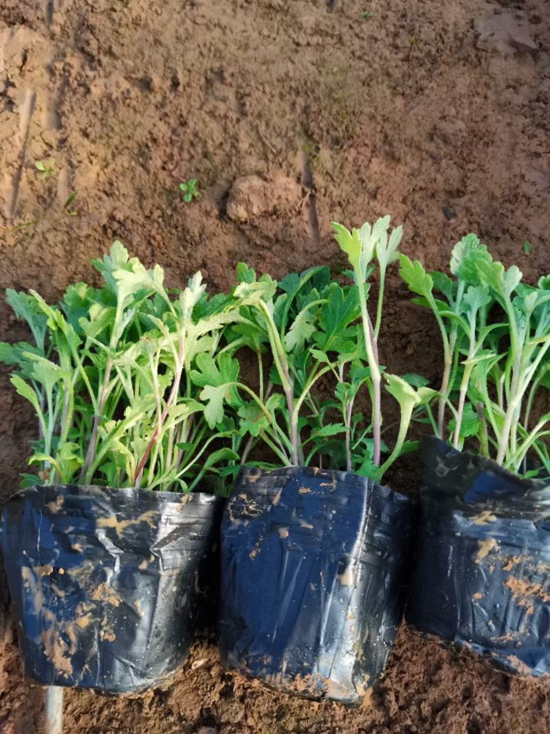 地被菊（多年生宿根草本植物，颜色丰富多彩）基地直发，成活率高