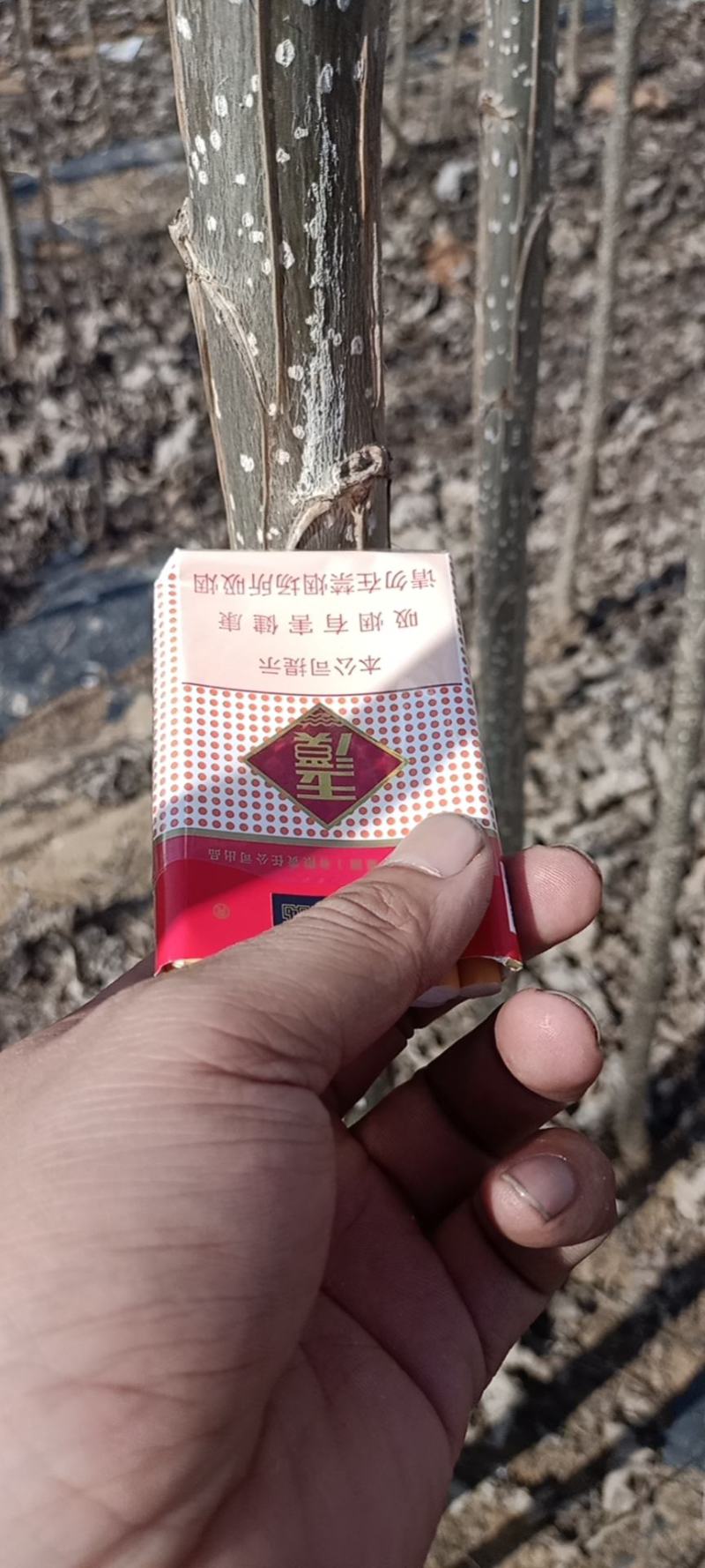 107杨树苗，法桐小苗