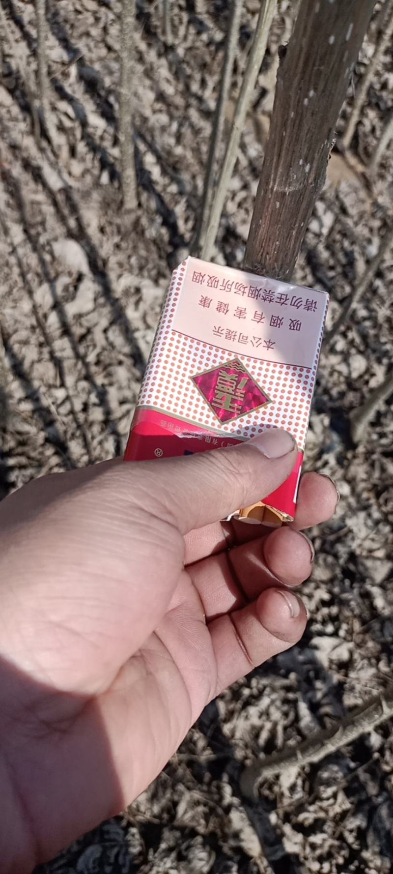 107杨树苗，法桐小苗