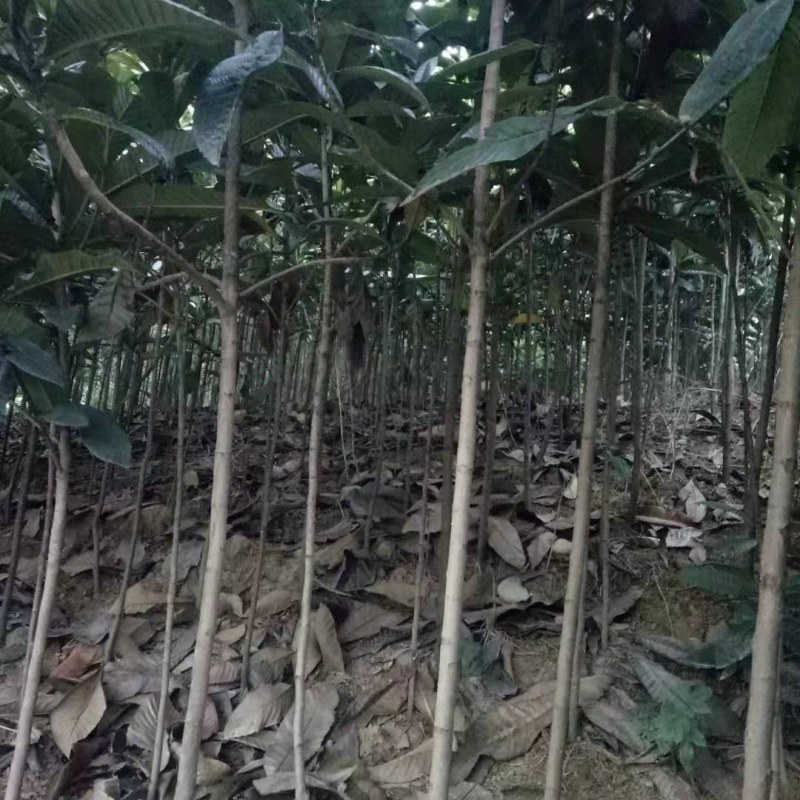 枇杷树苗自产自销，货源充足，整车物流，诚信合作