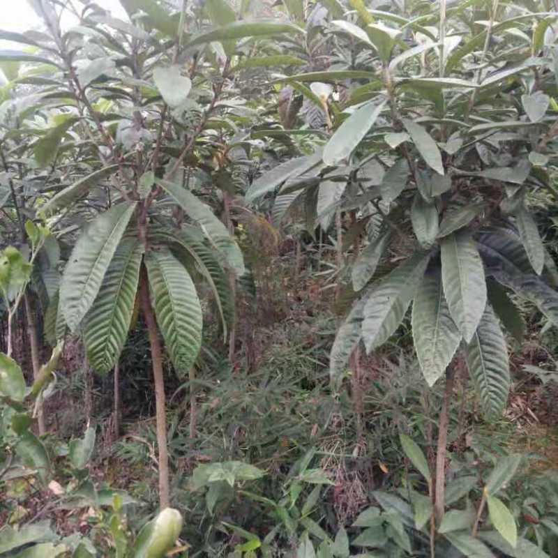 枇杷树苗自产自销，货源充足，整车物流，诚信合作