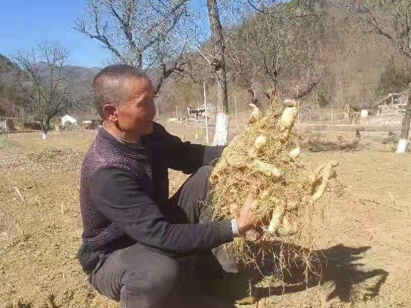 大量优质黄精种子现挖出售