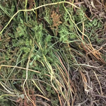 阴地蕨，小春花质量保证，经营各种中药材，欢迎咨询合作！