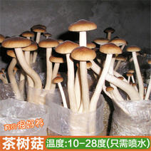 茶树菇茶新菇菌种原种杨树菇菌包大蓬种植特产蘑菇食用菌菌