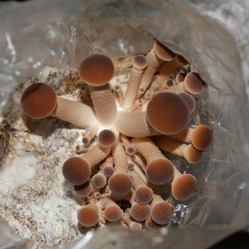 茶树菇茶新菇菌种原种杨树菇菌包大蓬种植特产蘑菇食用菌菌