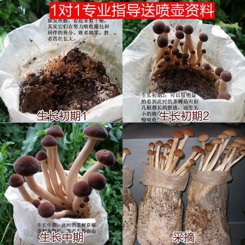 茶树菇茶新菇菌种原种杨树菇菌包大蓬种植特产蘑菇食用菌菌