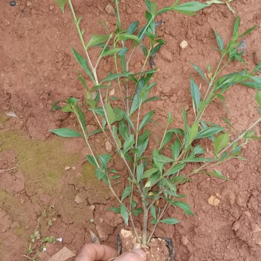 栀子花，栀子花杯苗，栀子花种植销售栀子花