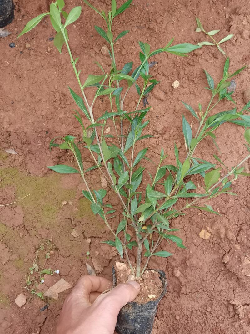 栀子花，栀子花杯苗，栀子花种植销售栀子花