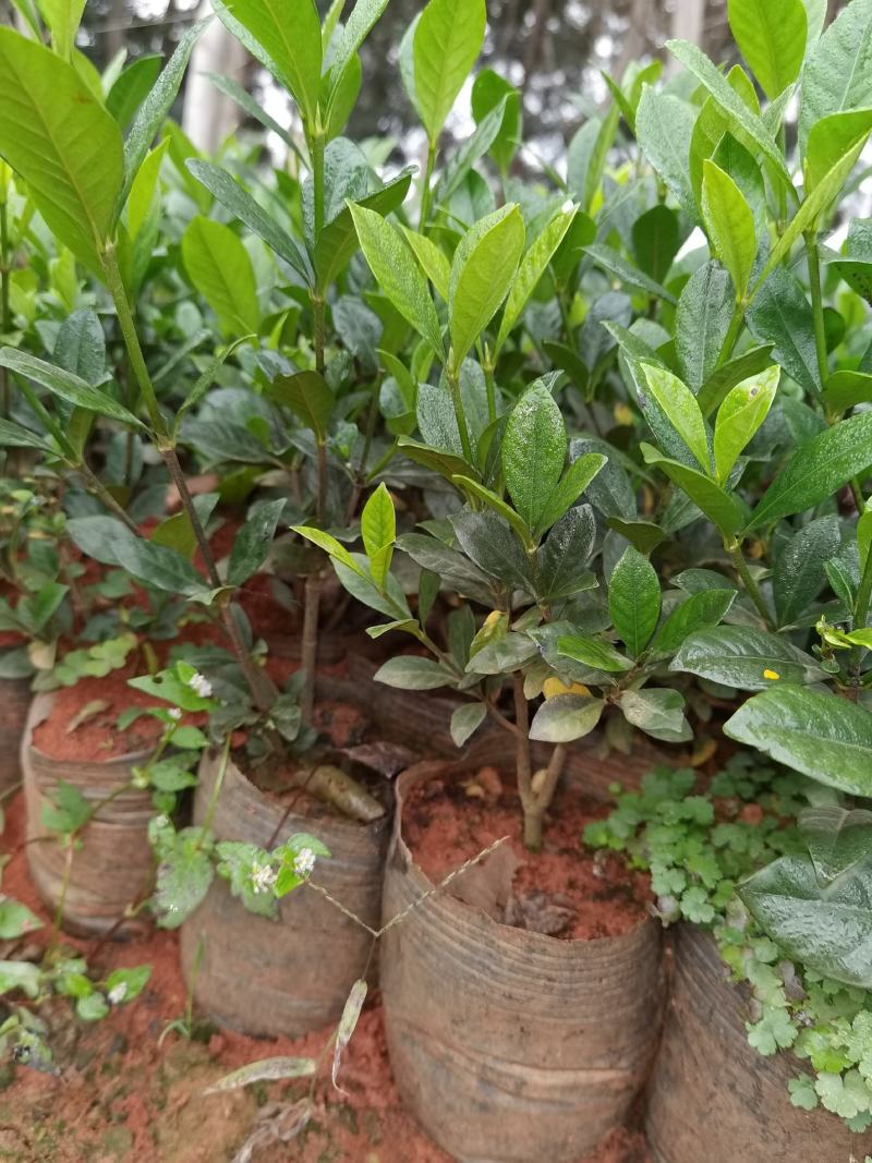 栀子花，栀子花杯苗，栀子花种植销售栀子花