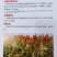 汉青种业有限公司——汉青糯7号，积温2800度