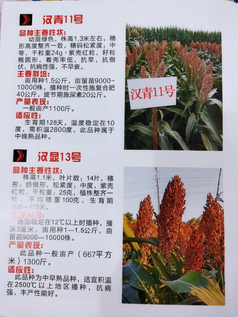 汉青种业有限公司——汉青糯7号，积温2800度