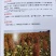 汉青种业有限公司——汉青糯7号，积温2800度