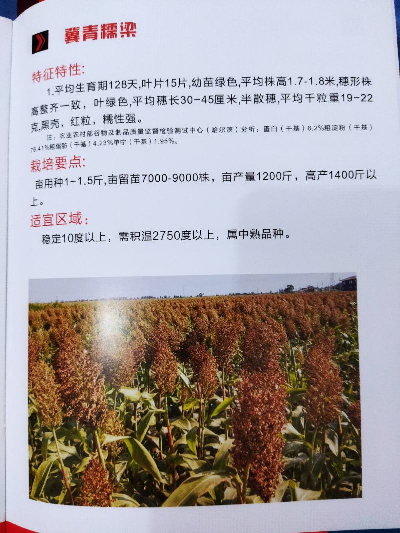 汉青种业有限公司——汉青糯7号，积温2800度
