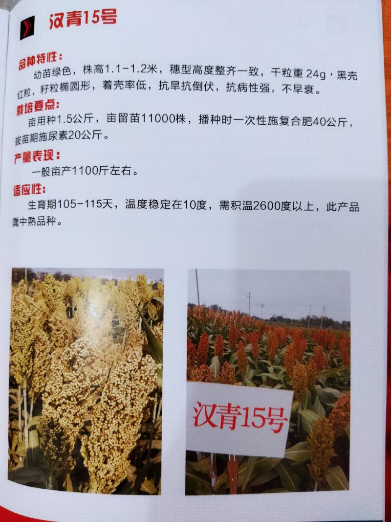 汉青种业有限公司——汉青糯7号，积温2800度