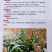 汉青种业有限公司——汉青糯7号，积温2800度