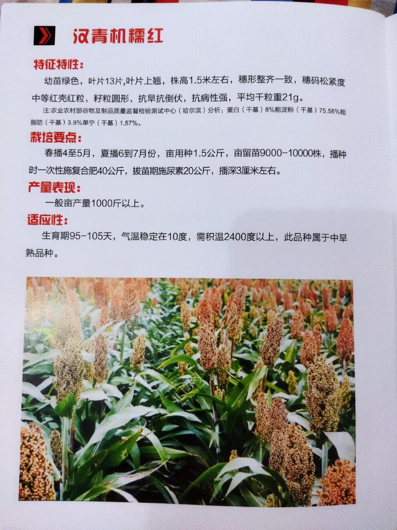 汉青种业有限公司——汉青糯7号，积温2800度