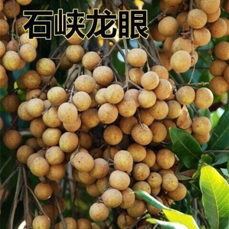 稀有龙眼树苗嫁接石硖四季龙眼苗蜜龙苗红皮龙眼苗南北方种植