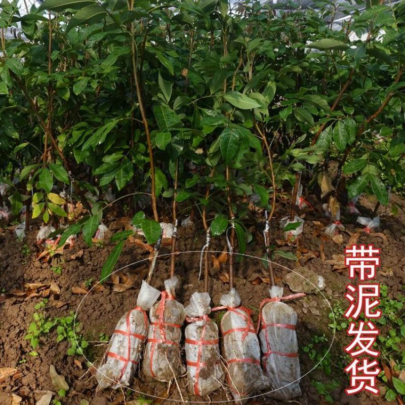 稀有龙眼树苗嫁接石硖四季龙眼苗蜜龙苗红皮龙眼苗南北方种植