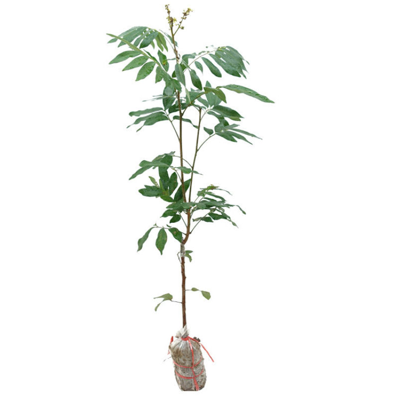 稀有龙眼树苗嫁接石硖四季龙眼苗蜜龙苗红皮龙眼苗南北方种植