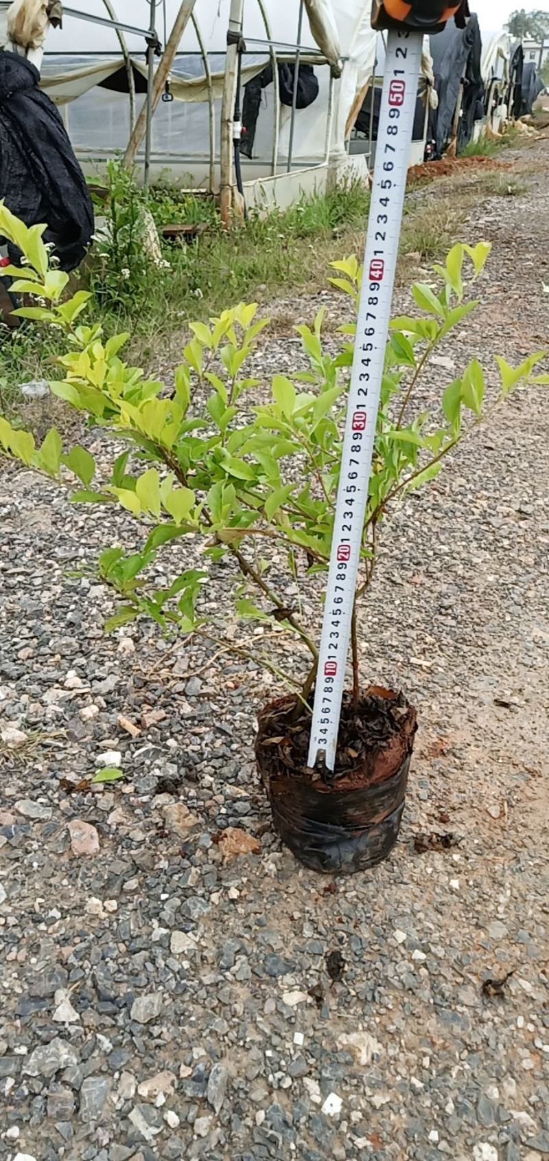 黄连翘，黄连翘杯苗，黄连翘苗圃直销，云南黄连翘