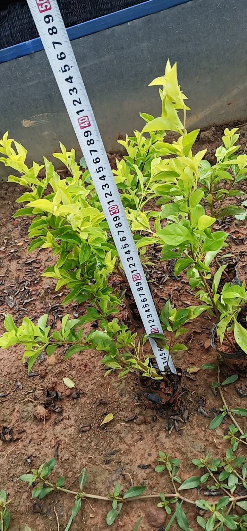 黄连翘，黄连翘杯苗，黄连翘苗圃直销，云南黄连翘