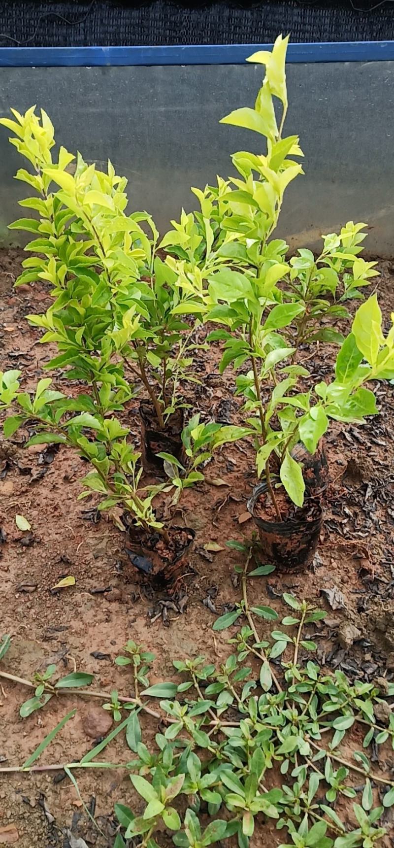 黄连翘，黄连翘杯苗，黄连翘苗圃直销，云南黄连翘