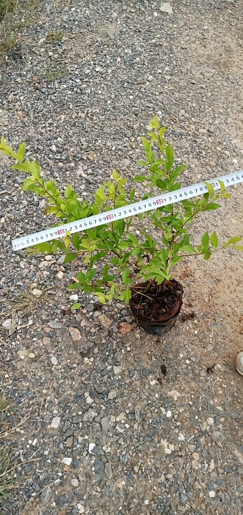 黄连翘，黄连翘杯苗，黄连翘苗圃直销，云南黄连翘
